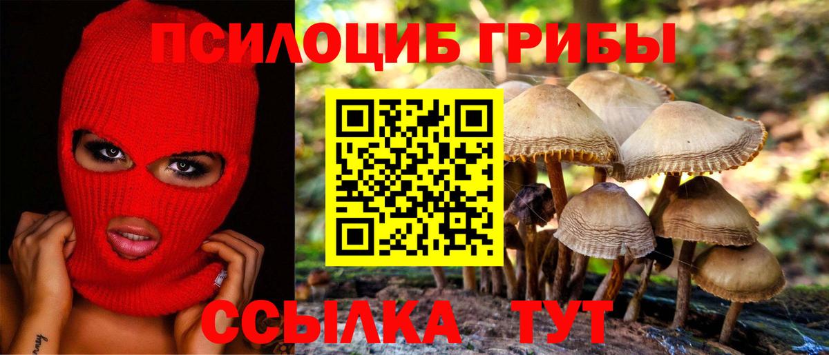 Галлюциногенные грибы прущие грибы  купить наркотики цена  Псилоцибиновые грибы Psilocybe  Черногорск  Вход с VPN 